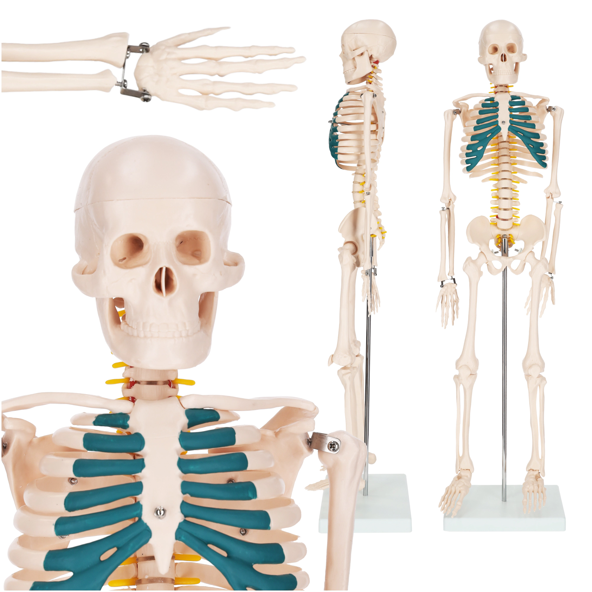 model anatomiczny szkielet człowieka układ kostny nauka anatomia