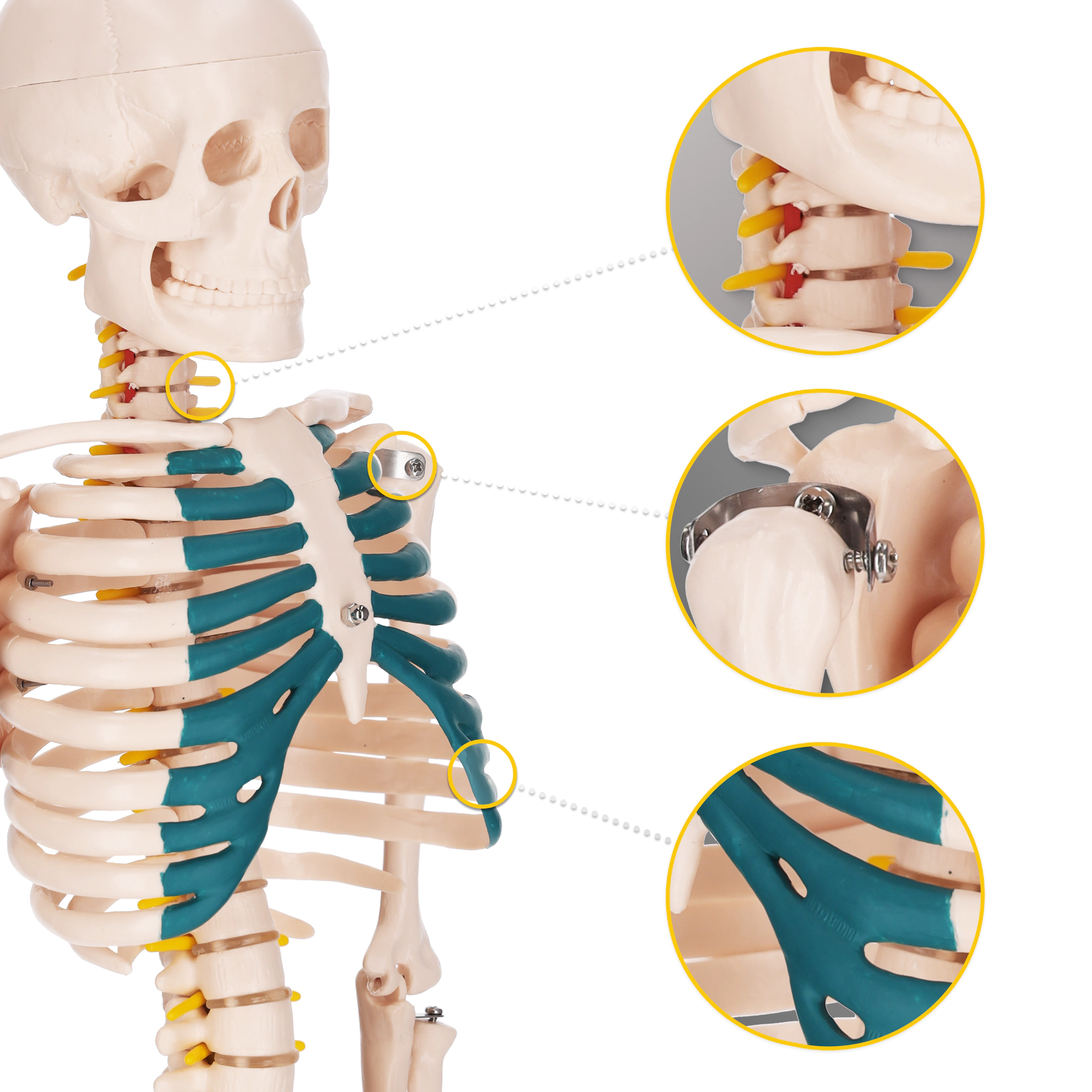 anatomický model kostra človeka náuka o kostrovom systéme anatómia