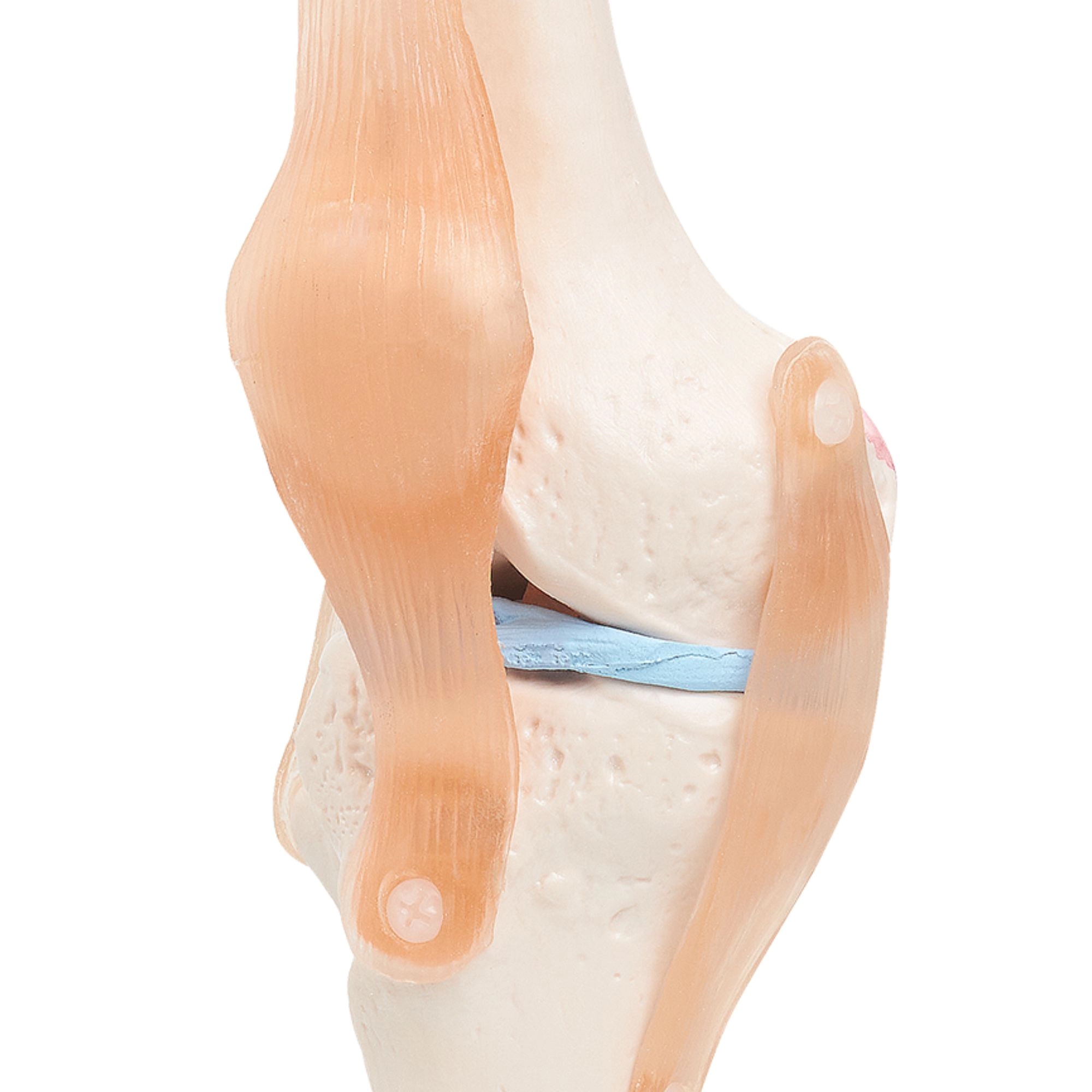 model anatomiczny kolana staw kolanowy