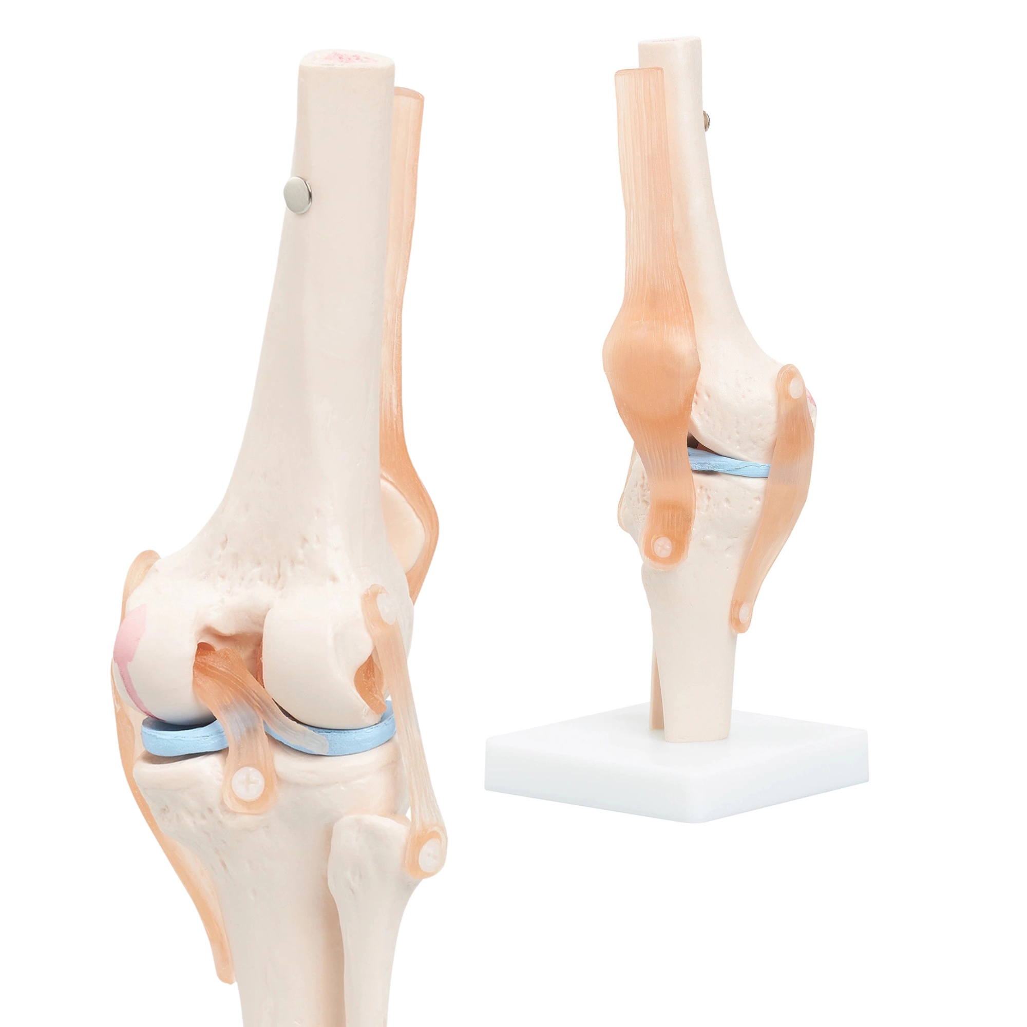 model anatomiczny kolana staw kolanowy