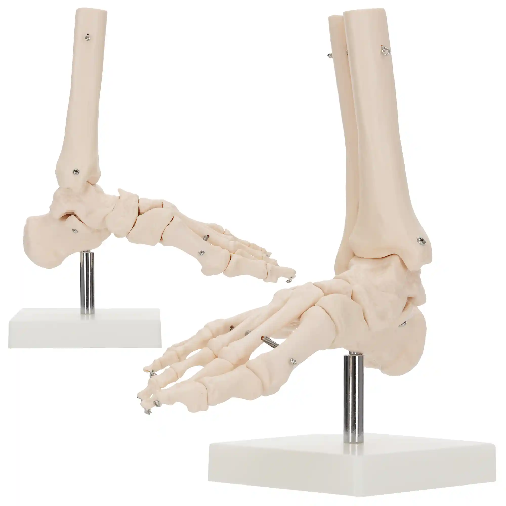 model anatomiczny stawu skokowego stopa