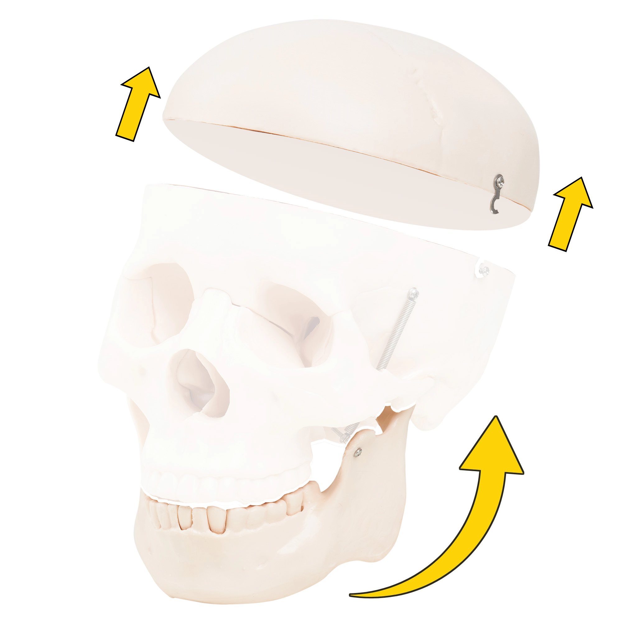 czaszka ludzka model anatomiczny 1:1