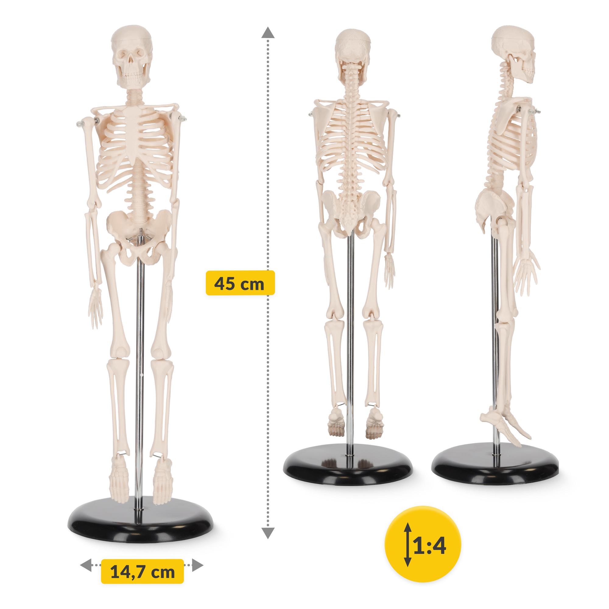 model anatomiczny układ kostny człowieka nauka anatomii