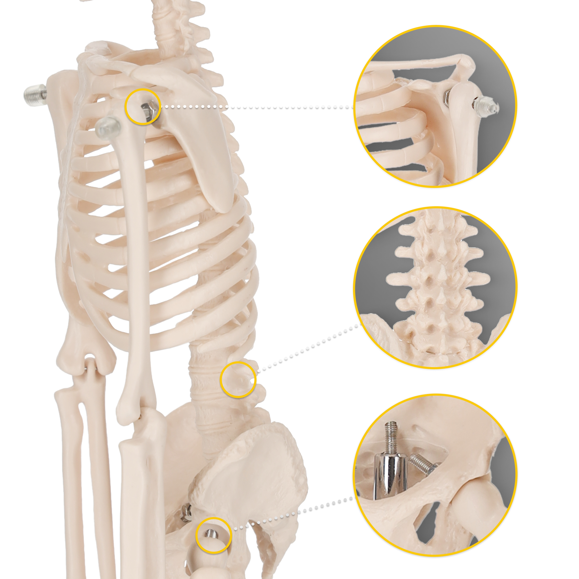 anatomický model ľudskej kostry na učenie sa anatómie