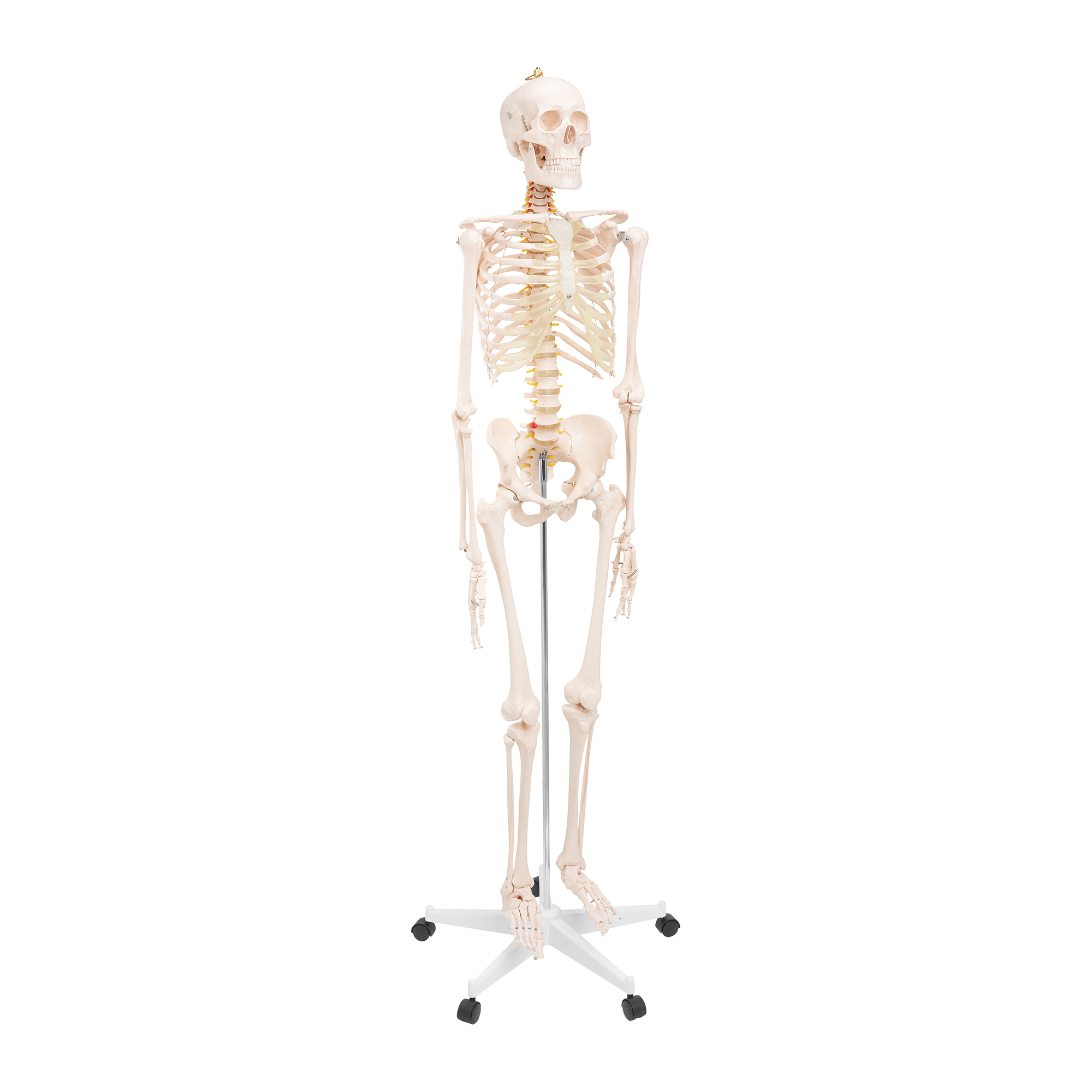 anatomiczny model szkielet czlowieka