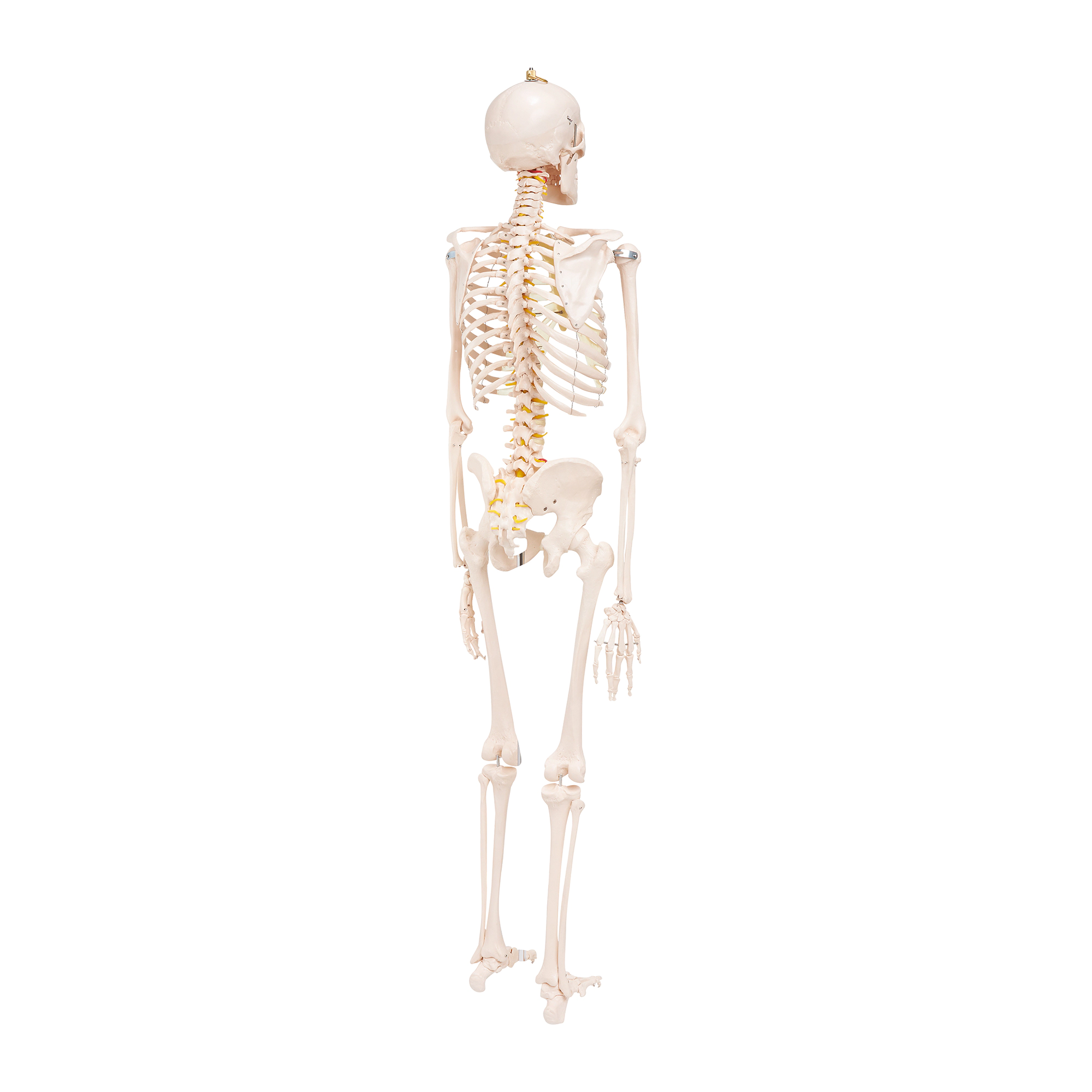 anatomiczny model szkielet czlowieka