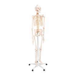 Szkielet człowieka 180 cm model anatomiczny