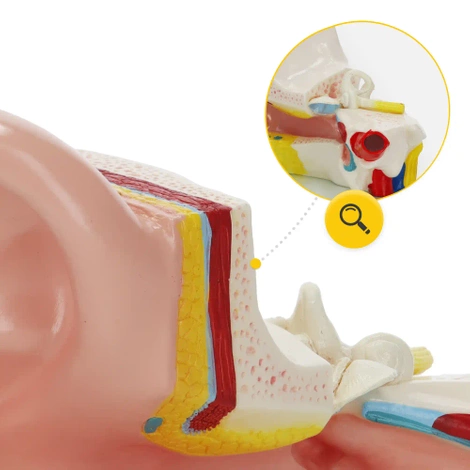 Model anatomiczny ucha w przekroju w skali 3:1