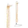 LIFE-SIZE ANATOMICAL VERTEBRAL COLUMN MODEL