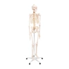 LIFE-SIZE ANATOMICAL SKELETON MODEL