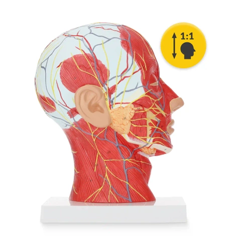 Model anatomiczny poprzecznego przekroju głowy człowieka w skali 1:1