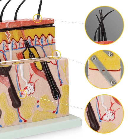 Model anatomiczny skóry człowieka w przekroju