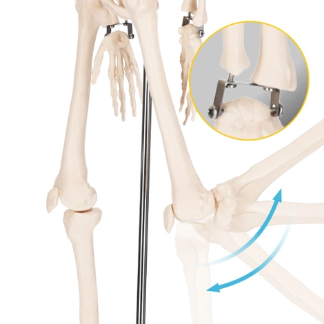 Szkielet człowieka 85 cm model anatomiczny