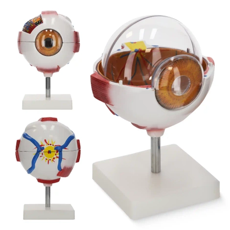 Model anatomiczny oka w powiększeniu 3D