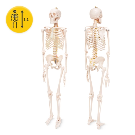 Szkielet człowieka 180 cm model anatomiczny