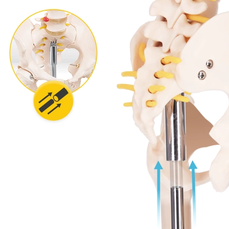 Szkielet człowieka 180 cm model anatomiczny