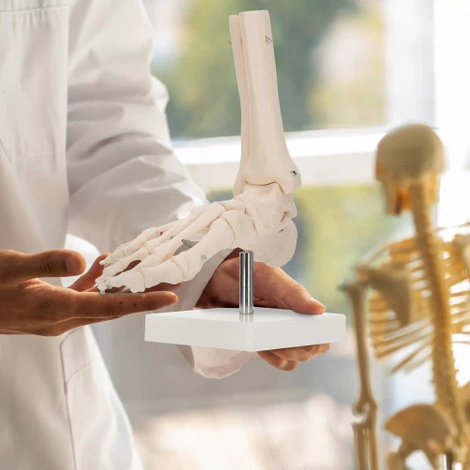 Model anatomiczny stawu skokowego w skali 1:1