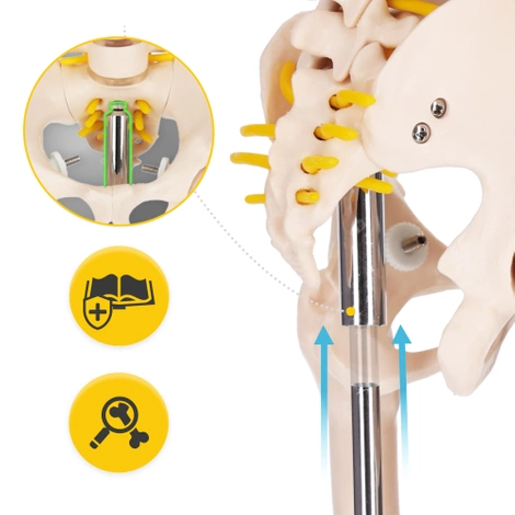 Szkielet człowieka 85 cm model anatomiczny