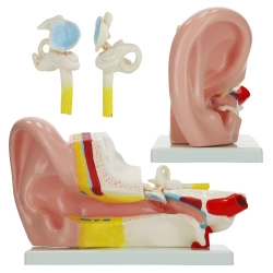 Powiększony anatomiczny model ucha w przekroju