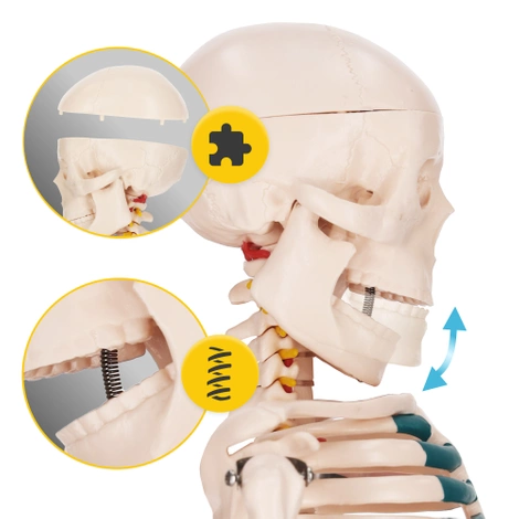 Szkielet człowieka 85 cm model anatomiczny