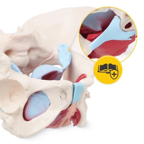 Miednica człowieka z mięśniami i narządami model anatomiczny