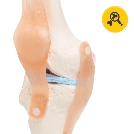 Staw kolanowy model anatomiczny