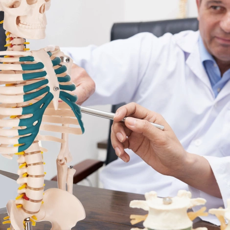 Szkielet człowieka 85 cm model anatomiczny