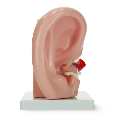 Model anatomiczny ucha w przekroju w skali 3:1
