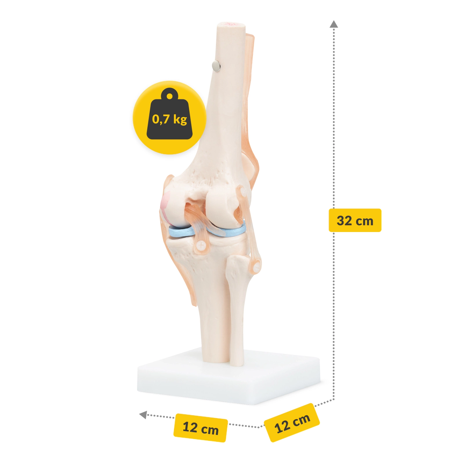 Anatomický model kolenního kloubu
