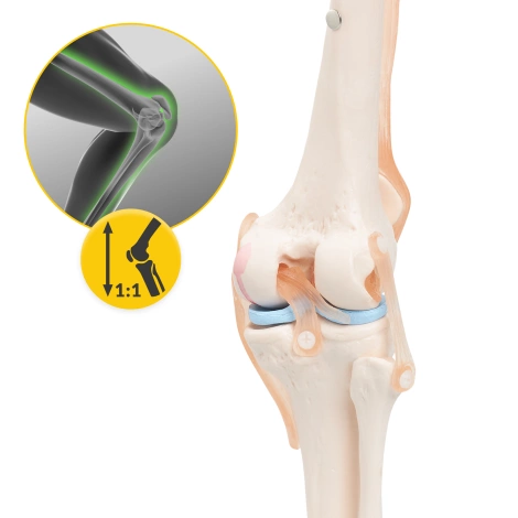 Staw kolanowy model anatomiczny