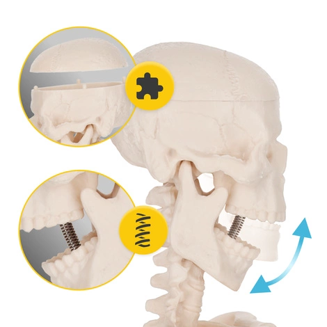 Szkielet człowieka 45 cm model anatomiczny