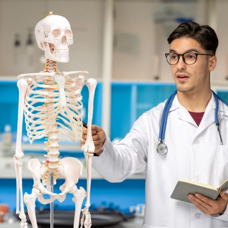 Szkielet człowieka 180 cm model anatomiczny