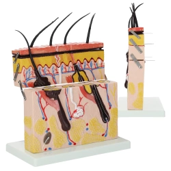 Model anatomiczny skóry człowieka w przekroju