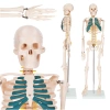 ANATOMICAL SKELETON MODEL