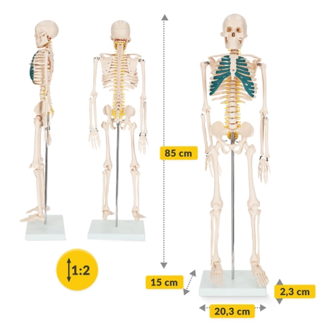 Szkielet człowieka 85 cm model anatomiczny