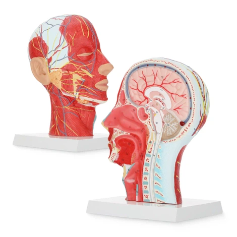 Model anatomiczny poprzecznego przekroju głowy człowieka w skali 1:1
