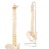 LIFE-SIZE ANATOMICAL VERTEBRAL COLUMN WITH PELVIS