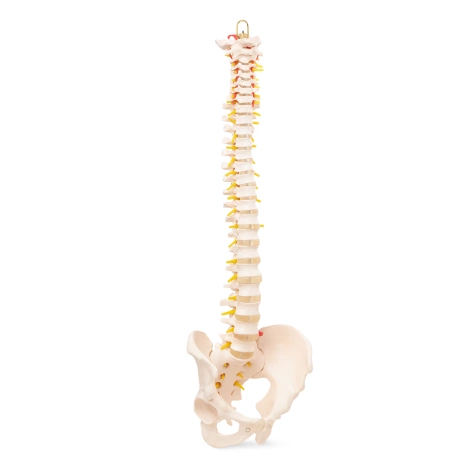 Kręgosłup człowieka z miednicą model anatomiczny