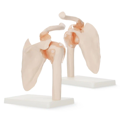 Model anatomiczny stawu barkowego z więzadłami w skali 1:1