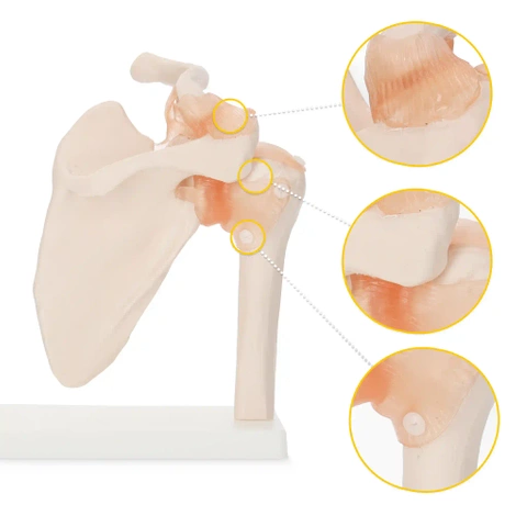 Model anatomiczny stawu barkowego z więzadłami w skali 1:1