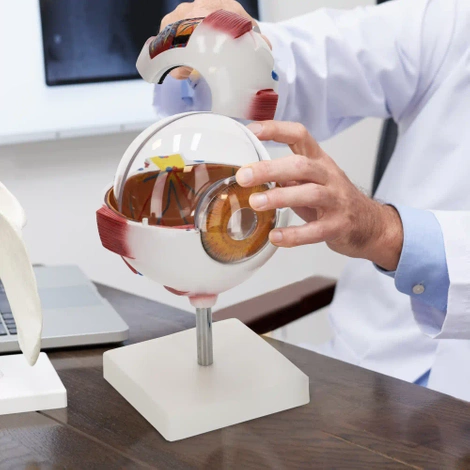 Model anatomiczny oka w powiększeniu 3D