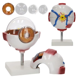 Model anatomiczny oka w powiększeniu 3D