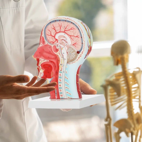 Model anatomiczny poprzecznego przekroju głowy człowieka w skali 1:1