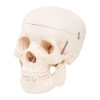 LIFE-SIZE ANATOMICAL SKULL MODEL