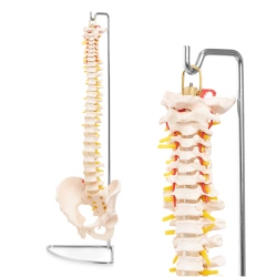 Kręgosłup człowieka z miednicą model anatomiczny