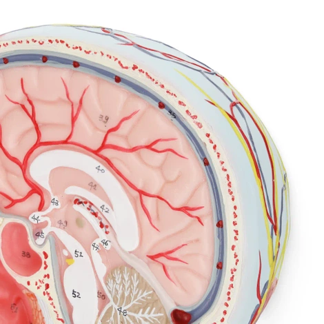 Model anatomiczny poprzecznego przekroju głowy człowieka w skali 1:1