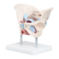 LIFE-SIZE FEMALE PELVIC MUSCLES AND ORGANS MODEL