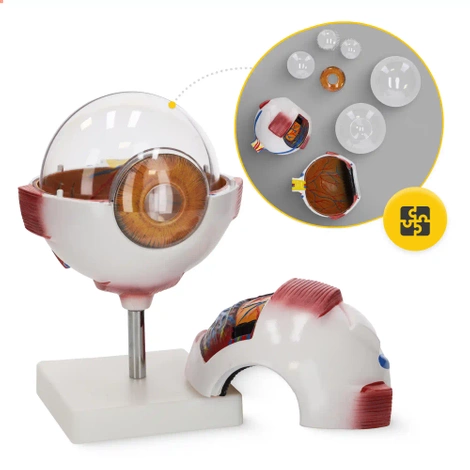 Model anatomiczny oka w powiększeniu 3D
