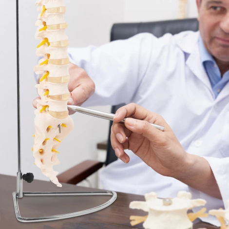 Kręgosłup człowieka model anatomiczny