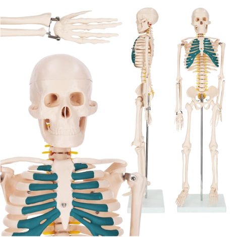 Szkielet człowieka 85 cm model anatomiczny